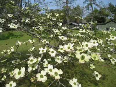 Green Gator Lawn Care - Landscape Construction in Kill Devil Hills, NC