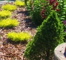 Cen's Landscaping Service - Tree & Shrub Care in Fort Bragg, CA