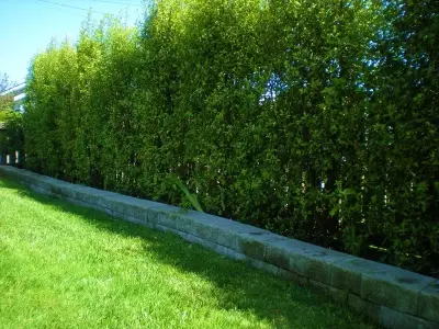 Cen's Landscaping Service - Tree & Shrub Care in Fort Bragg, CA