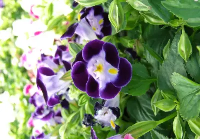 Natures Edge Garden Center - Tree & Shrub Care in Bemidji, MN