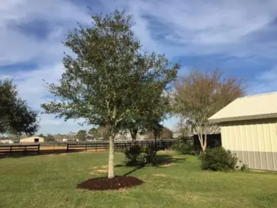 Wilkinson Tree Farm - Tree & Shrub Care in Iowa, LA