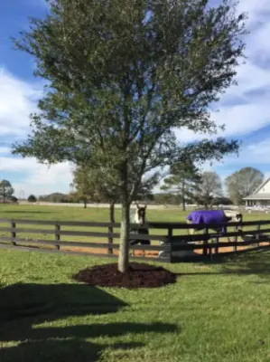 Our Efforts — Landscape Construction project by Wilkinson Tree Farm