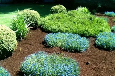 Clean Cut Landscape Innovations - Commercial Construction Services in Roseburg, OR