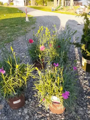 Elite Landscapes - Design-Build Services in Morristown, TN
