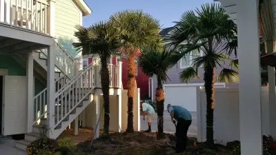Coconut Trees — Landscape Construction project by Elite Coastal Landscaping LLC