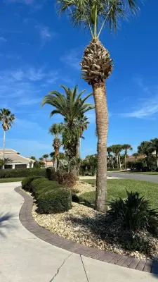 Palomares Landscaping LLC - Tree Planting & Transplanting in Palm Coast, FL