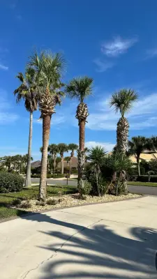 Palomares Landscaping LLC - Tree Planting & Transplanting in Palm Coast, FL