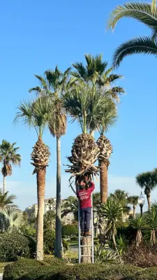 Palomares Landscaping LLC - Tree Planting & Transplanting in Palm Coast, FL