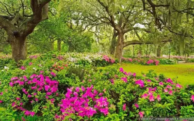 Barefoot Environment LLC - Tree & Shrub Care in Theodore, AL