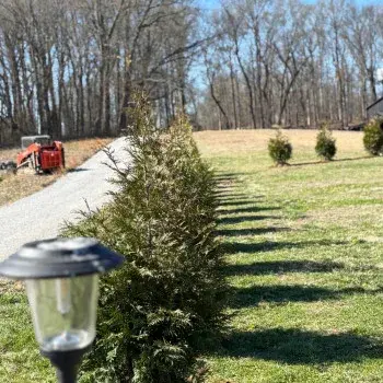 Evergreen Landscaping - Tree & Shrub Care in McMinnville, OR
