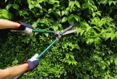 Pippinger Lawn and Landscape Services - Tree & Shrub Care in Harrisburg, AR