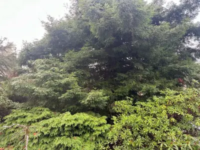 Blossom Landscaping & Handyman Service - Landscape Construction in Eureka, CA