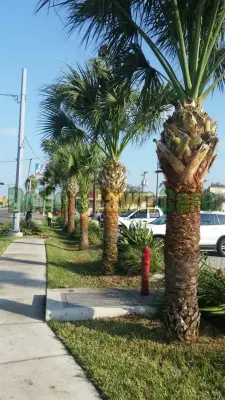 Bello's Lawn Care - Tree & Shrub Care in Mcallen, TX