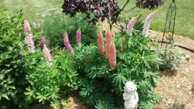 Elsner's Midwest Ornamental Nursery - Landscape Construction in Macomb, IL