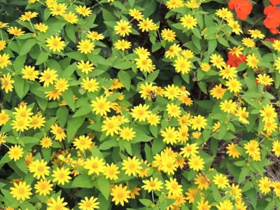 Tallahassee Nurseries - Design-Build Services in Tallahassee, FL