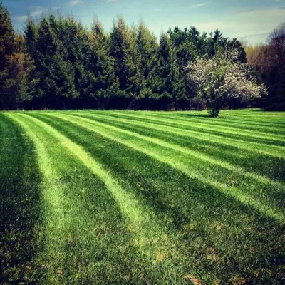 BLR Enterprise - Tree & Shrub Care in Canandaigua, NY