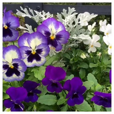 Wrightsville Beach Landscaping and Lawn Care, Inc. - Tree & Shrub Care in Wilmington, NC