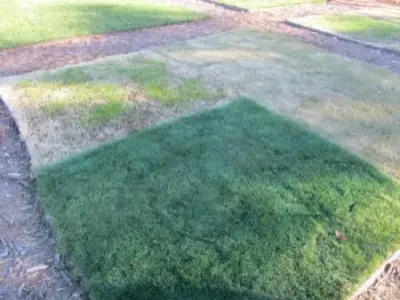 The Perfectionists Lawn and Landscape LLC. - Tree & Shrub Care in Destin, FL