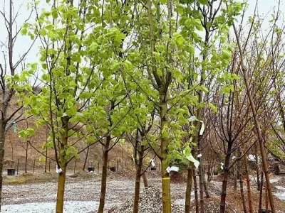 Stone Creek Landscape & Nursery - Landscape Construction in Fort Dodge, IA