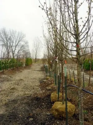 Stone Creek Landscape & Nursery - Landscape Construction in Fort Dodge, IA