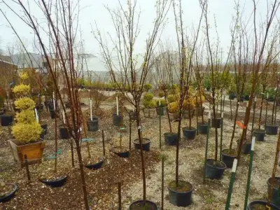 Stone Creek Landscape & Nursery - Landscape Construction in Fort Dodge, IA