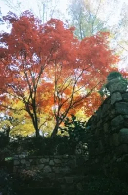 Laura Moore - Landscape Architect - Garden Remodeling in Chapel Hill, NC