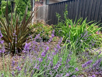 CFLD Landscape Design - Outdoor Lighting Installation in Carmichael, CA