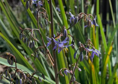 FRONT YARD OASIS — Landscape Design project by CFLD Landscape Design