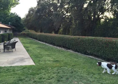CFLD Landscape Design - Outdoor Lighting Installation in Carmichael, CA