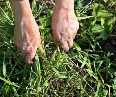 Victorville Luscious Landscape - Lawn Aeration in Victorville, CA