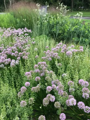 Fiddlehead Gardens LLC - Landscape Construction in Iowa City, IA
