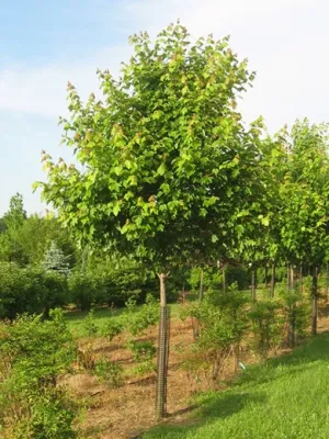 Kelly Landscaping - Landscape Construction in Gaithersburg, MD