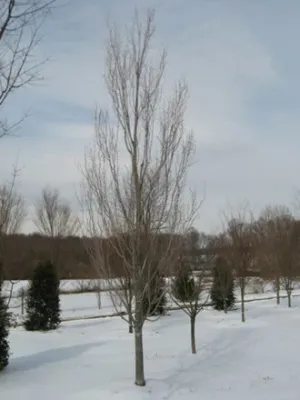 Kelly Landscaping - Landscape Construction in Gaithersburg, MD