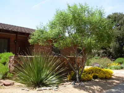 Albuquerque Heights Home A — Landscape Design project by Quercus