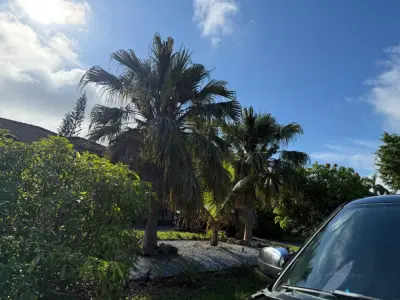 Alex Landscaping & Maintenance LLC - Landscape Construction in Homestead, FL