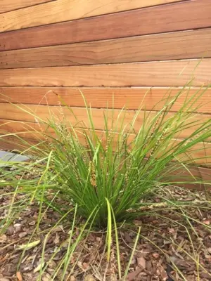 Edibella Landscape Design - Landscape Construction in San Diego, CA