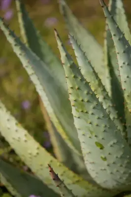 Boxhill - Landscape Construction in Tucson, AZ