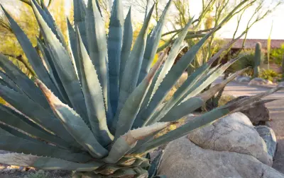 Landscape Design West, LLC - Design-Build Services in Tucson, AZ
