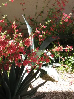 Landscape Design West, LLC - Design-Build Services in Tucson, AZ