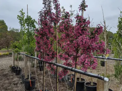 Second Nature at Reads Creek - Deck Building & Repair in Readstown, WI