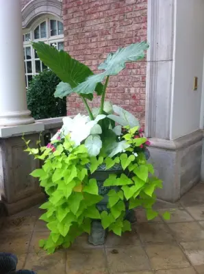 Shade-loving Flowers and Plants — Landscape Design project by Austex Landscape
