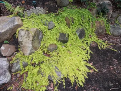 Englewood Lawn & Landscapes - Tree & Shrub Care in Johnson City, TN