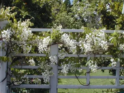 Garden of Santa Venetia — Landscape Design project by Gardens & Gables