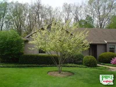 Price Nurseries - Home Design Projects — Landscape Design project by Price Nurseries