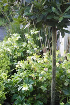 Christian Douglas Design, Inc. - Garden Remodeling in San Anselmo, CA