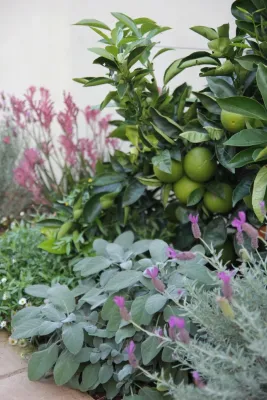 Christian Douglas Design, Inc. - Garden Remodeling in San Anselmo, CA