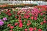 Wayside Garden Center - Landscape Design in Macedon, NY