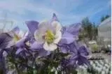 Wayside Garden Center - Landscape Design in Macedon, NY