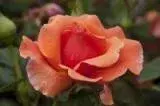 Wayside Garden Center - Landscape Design in Macedon, NY