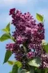Wayside Garden Center - Landscape Design in Macedon, NY
